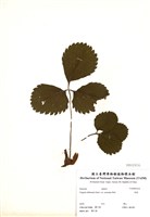 藏品(草莓)的圖片